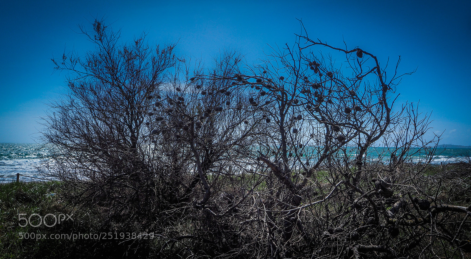 Olympus OM-D E-M10 sample photo. Dry trees photography