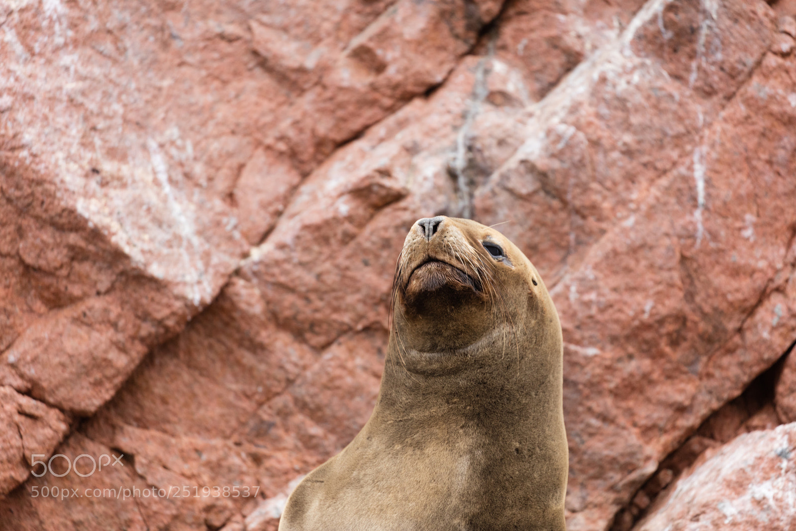 Canon EOS 5DS R sample photo. Ballestas islands, perù photography