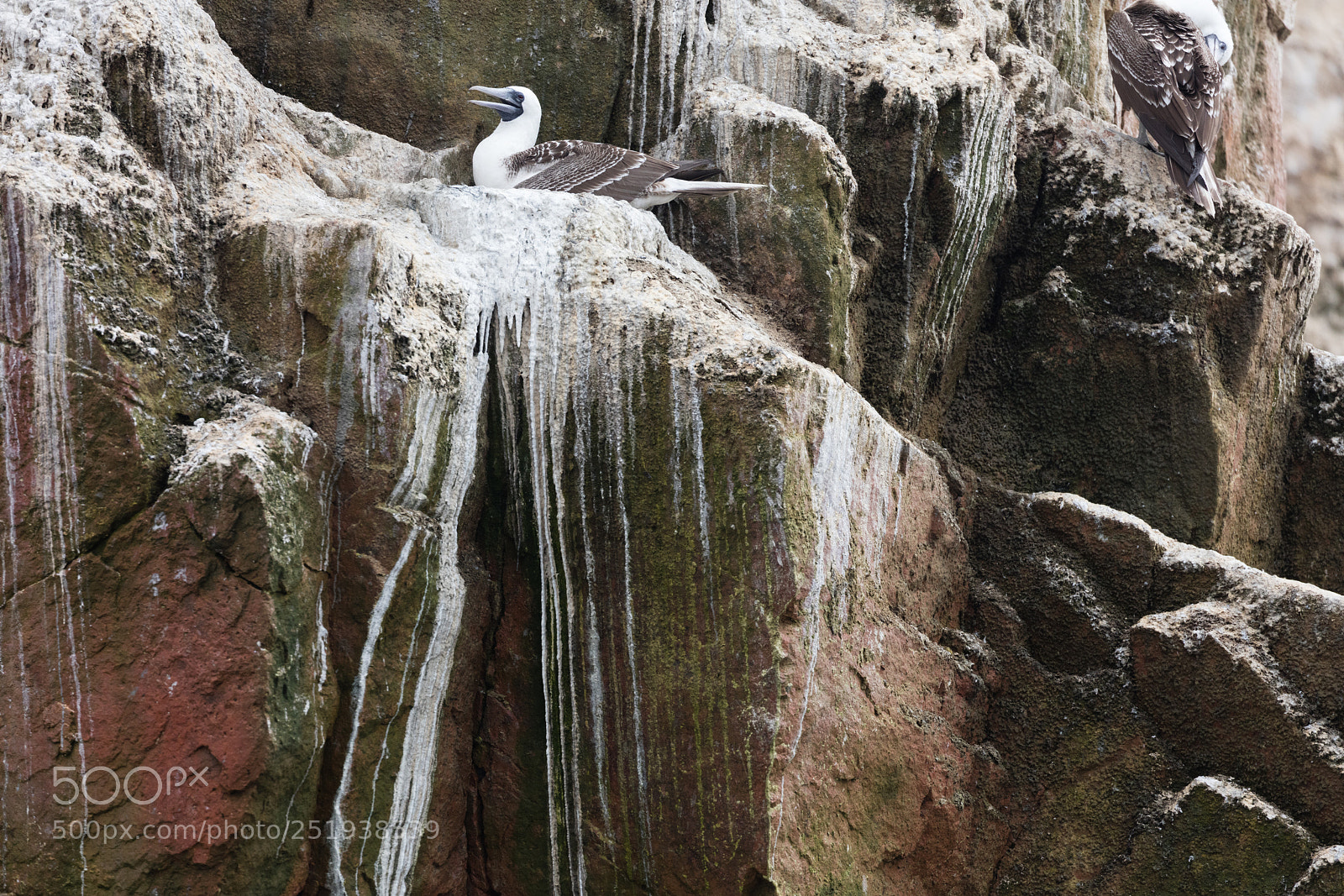 Canon EOS 5DS R sample photo. Ballestas islands, perù photography