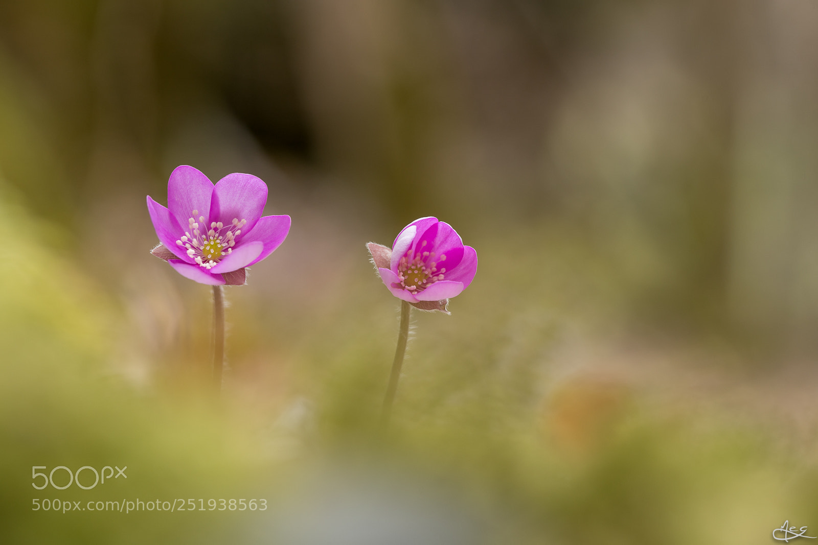 Canon EOS 6D Mark II sample photo. Rose hépatique photography