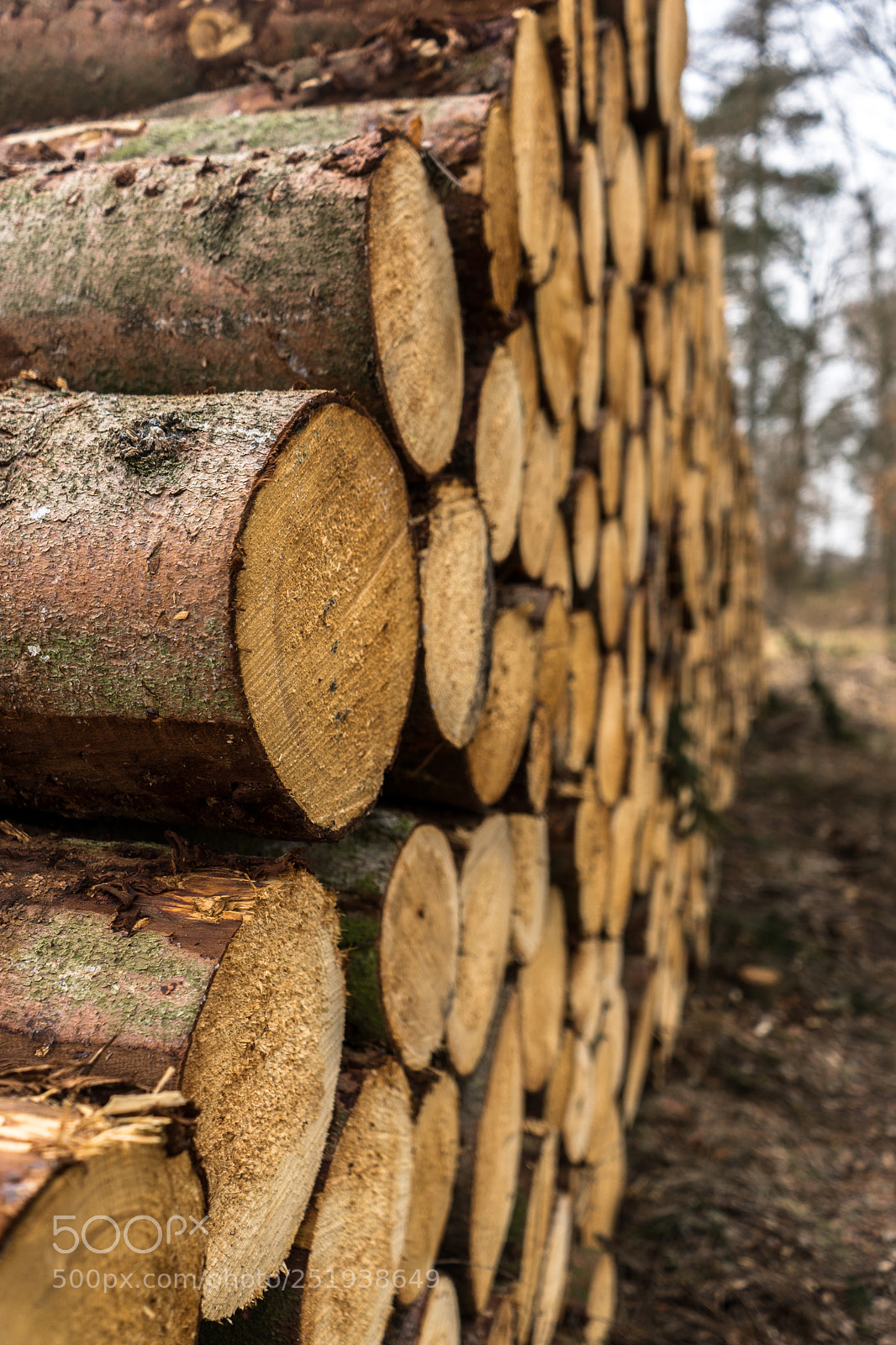 Sony a7 sample photo. Wood background 3 photography