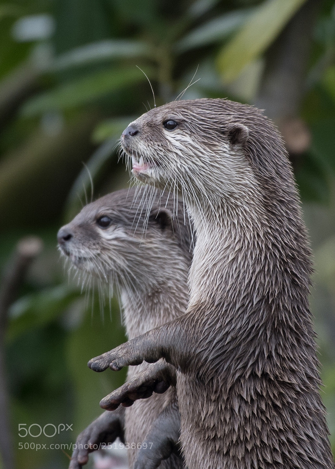 Nikon D500 sample photo. Otters photography