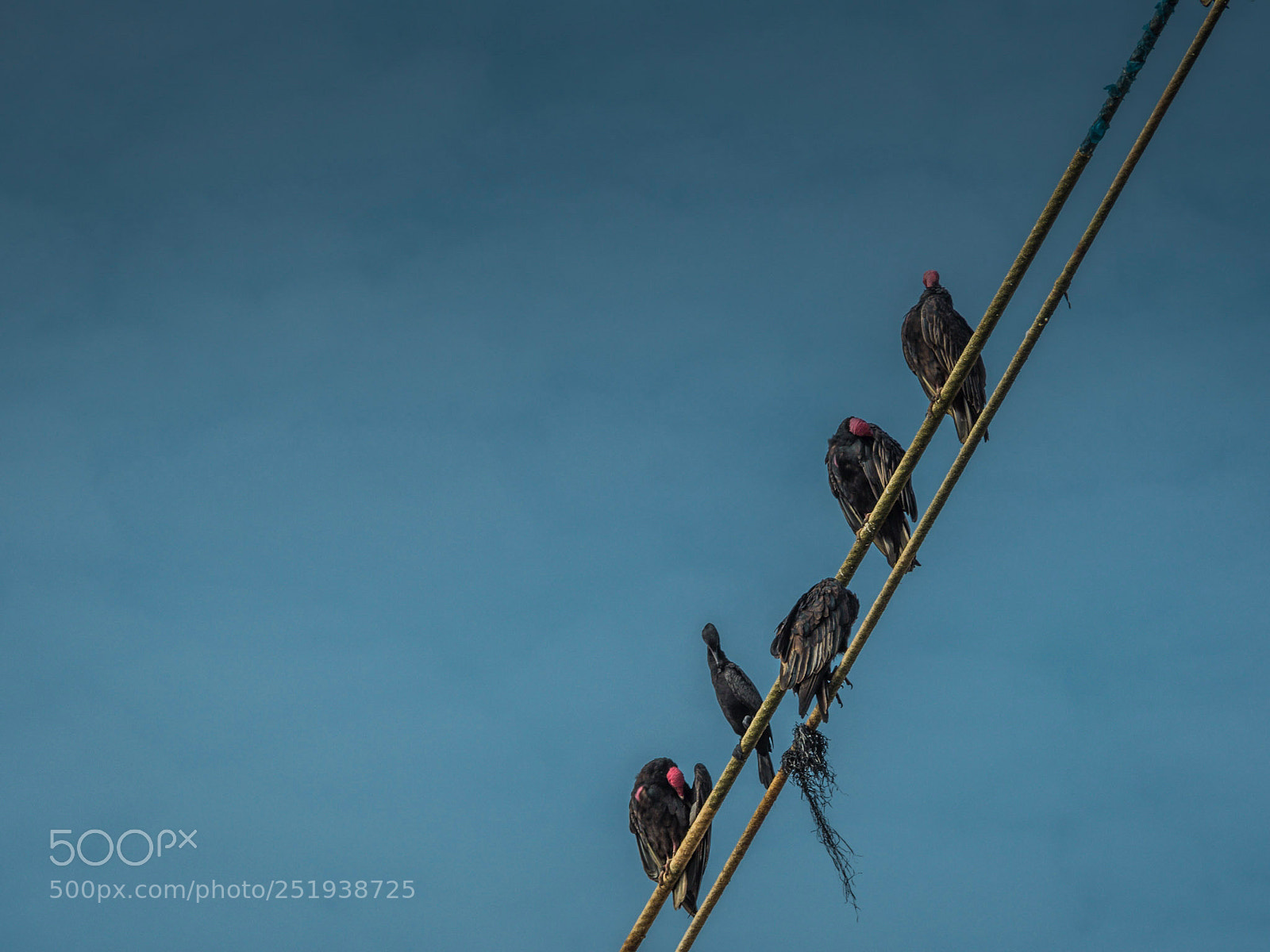 Olympus OM-D E-M5 II sample photo. Vultures photography