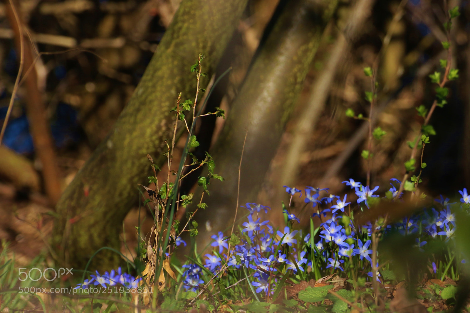 Canon EOS 70D sample photo. Littel beauties photography