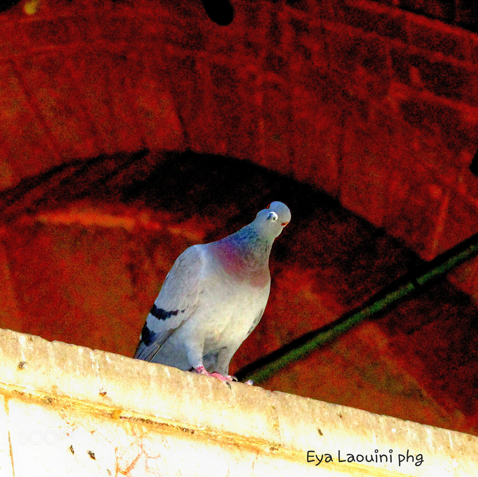 Canon PowerShot SX410 IS sample photo. Love it photography