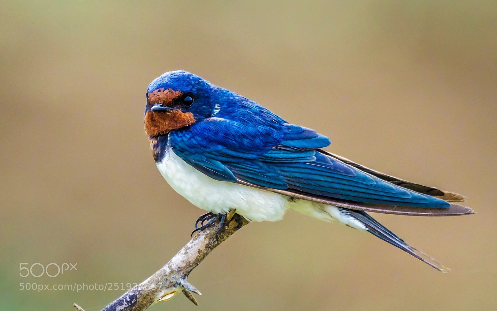 Canon EOS 60D sample photo. "barn swallow" photography