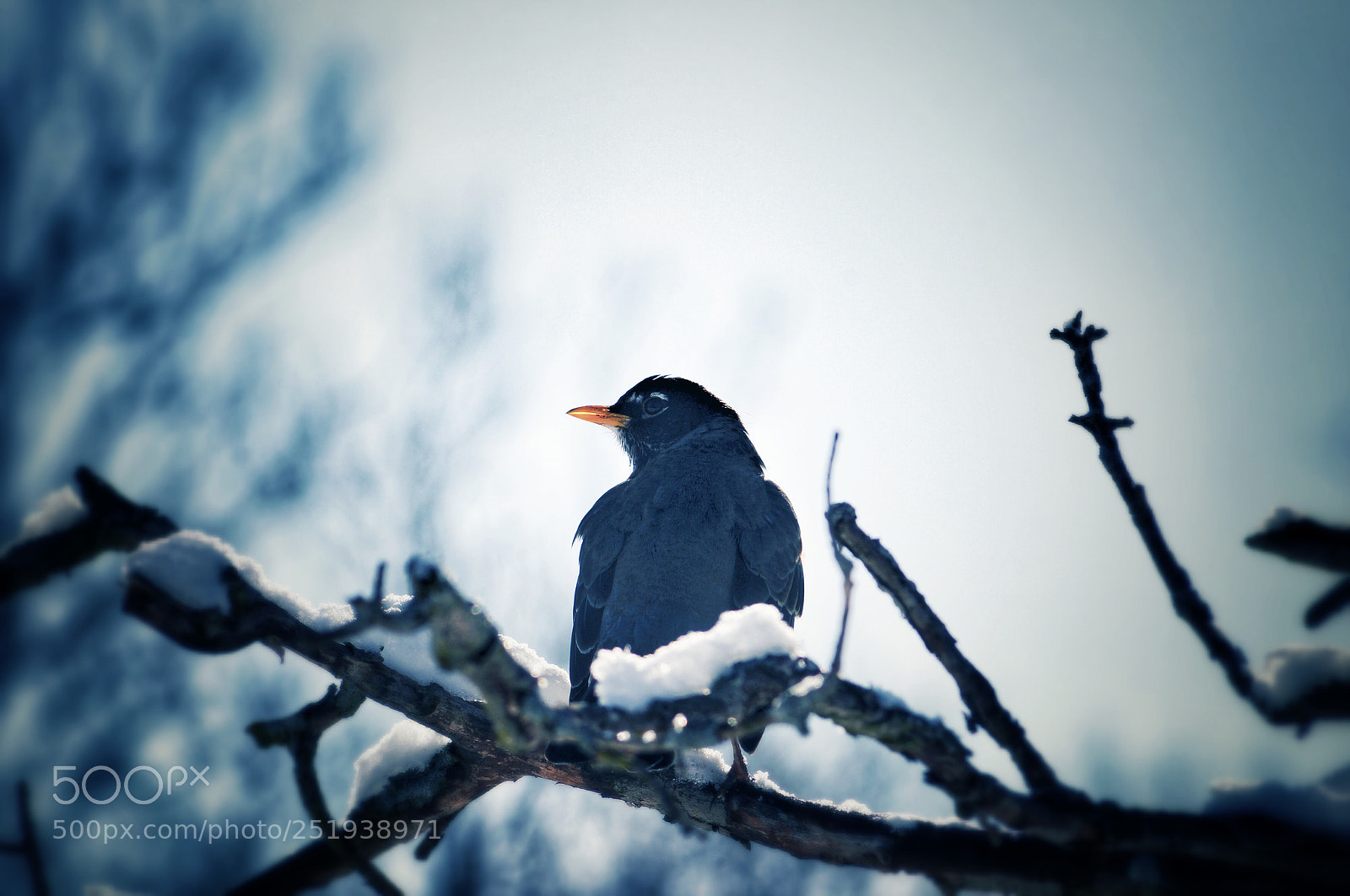 Sony SLT-A57 sample photo. Snow bird photography