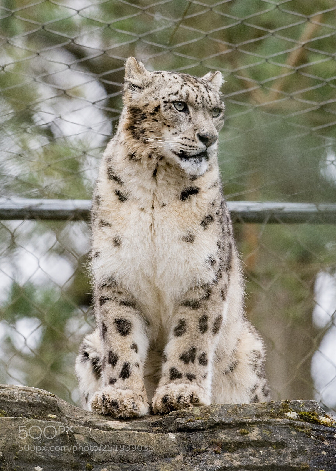 Nikon D500 sample photo. Snow leopard photography