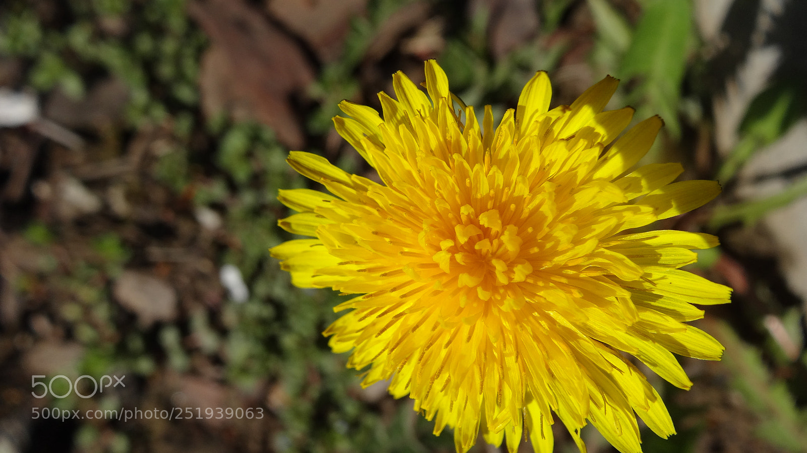 Sony Cyber-shot DSC-HX20V sample photo. Opened today photography