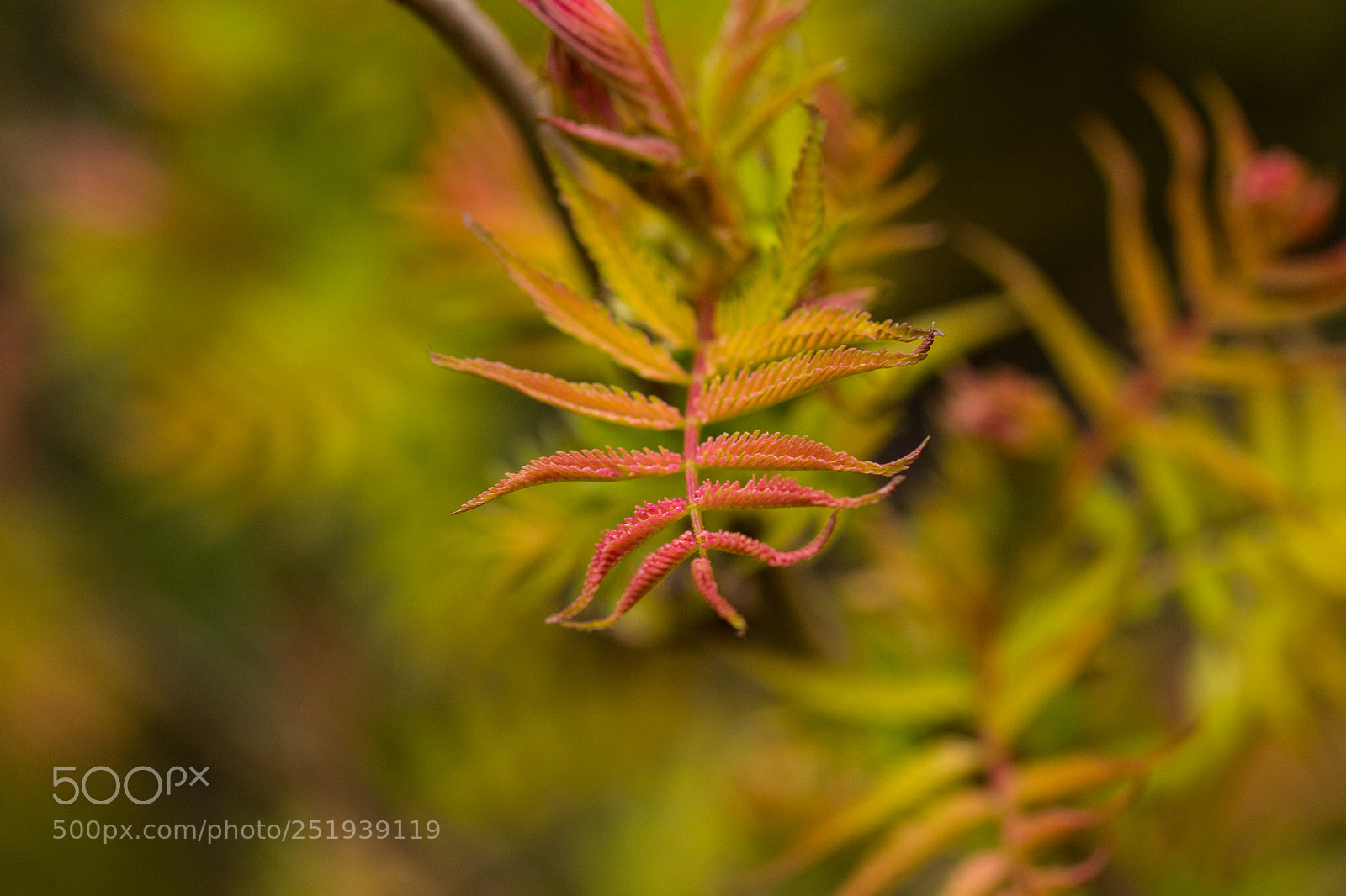 Canon EOS 80D sample photo. Leaf photography