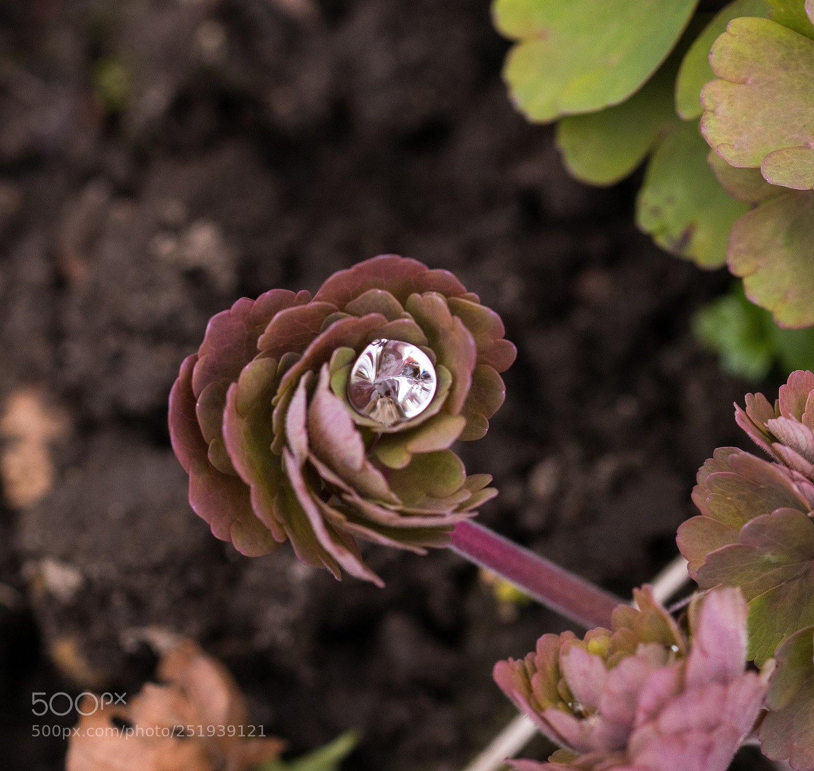 Canon EOS 80D sample photo. Water drop let photography