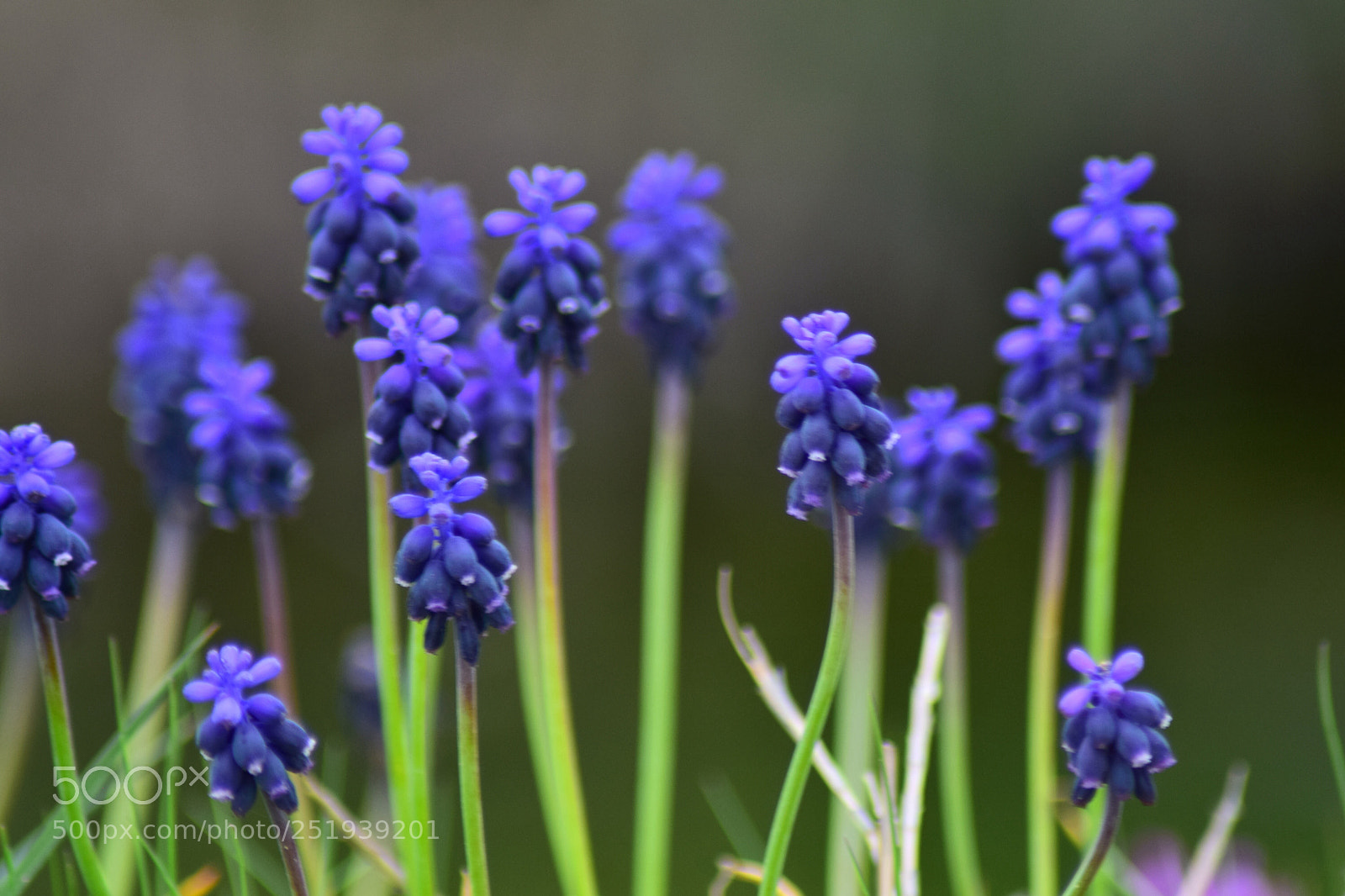 Nikon D3300 sample photo. Purple flowers  photography