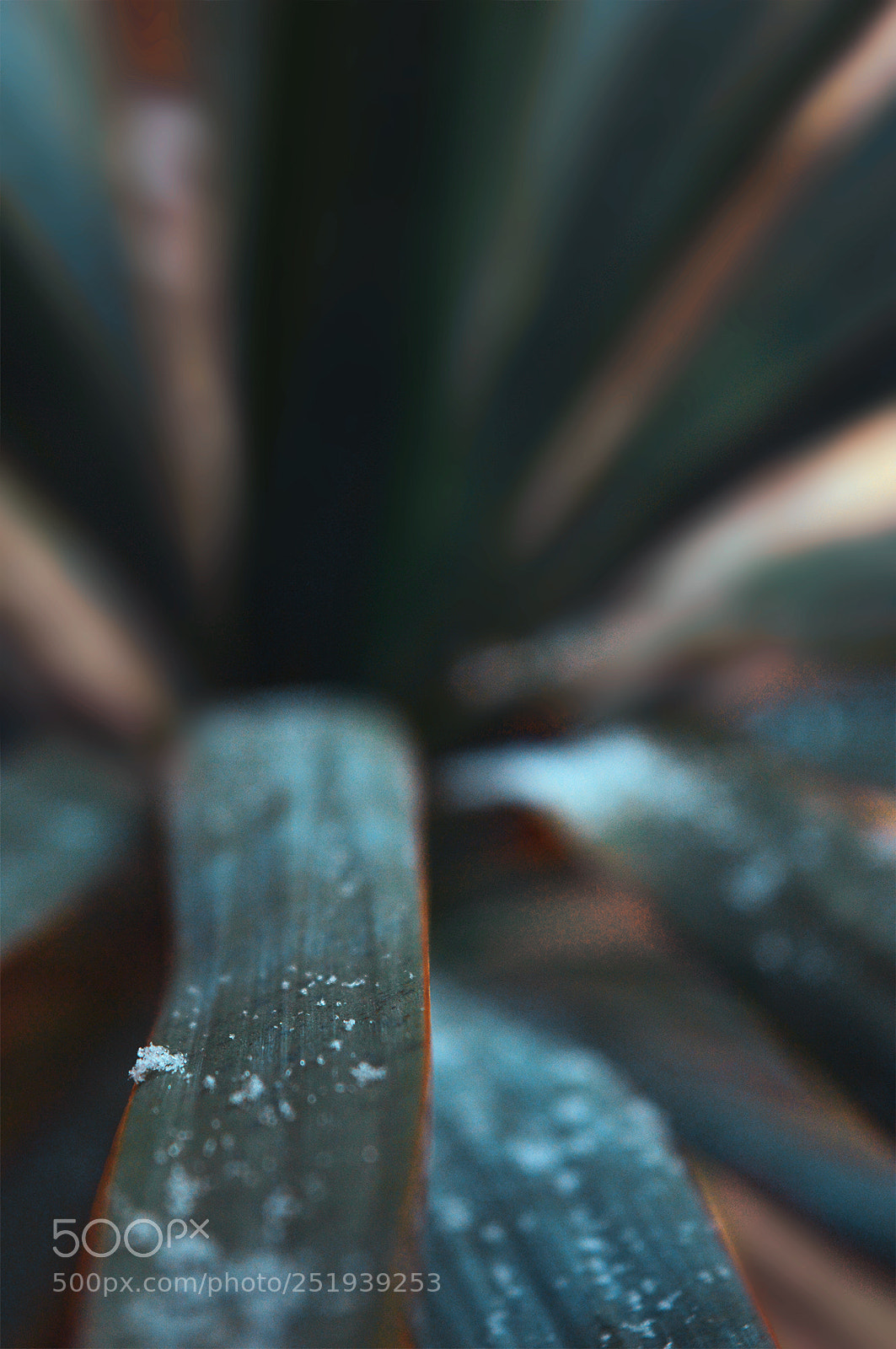 Nikon D3200 sample photo. First snowflakes photography