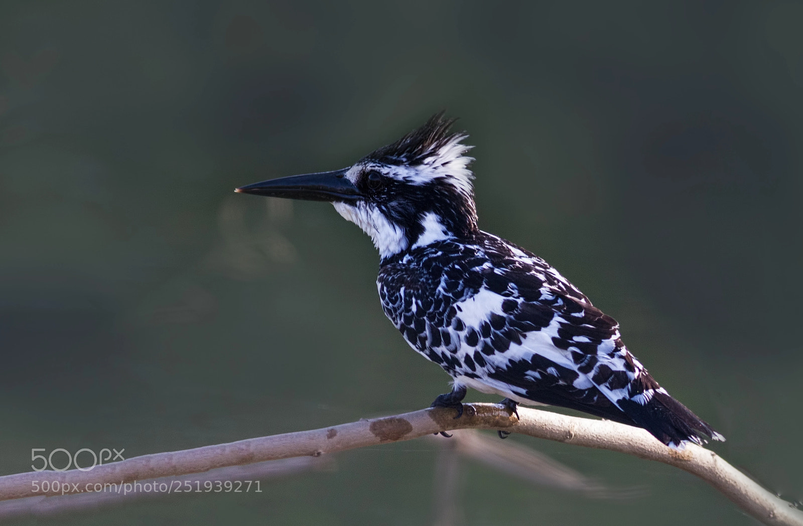 Canon EOS 7D sample photo. Pied kingfisher... photography