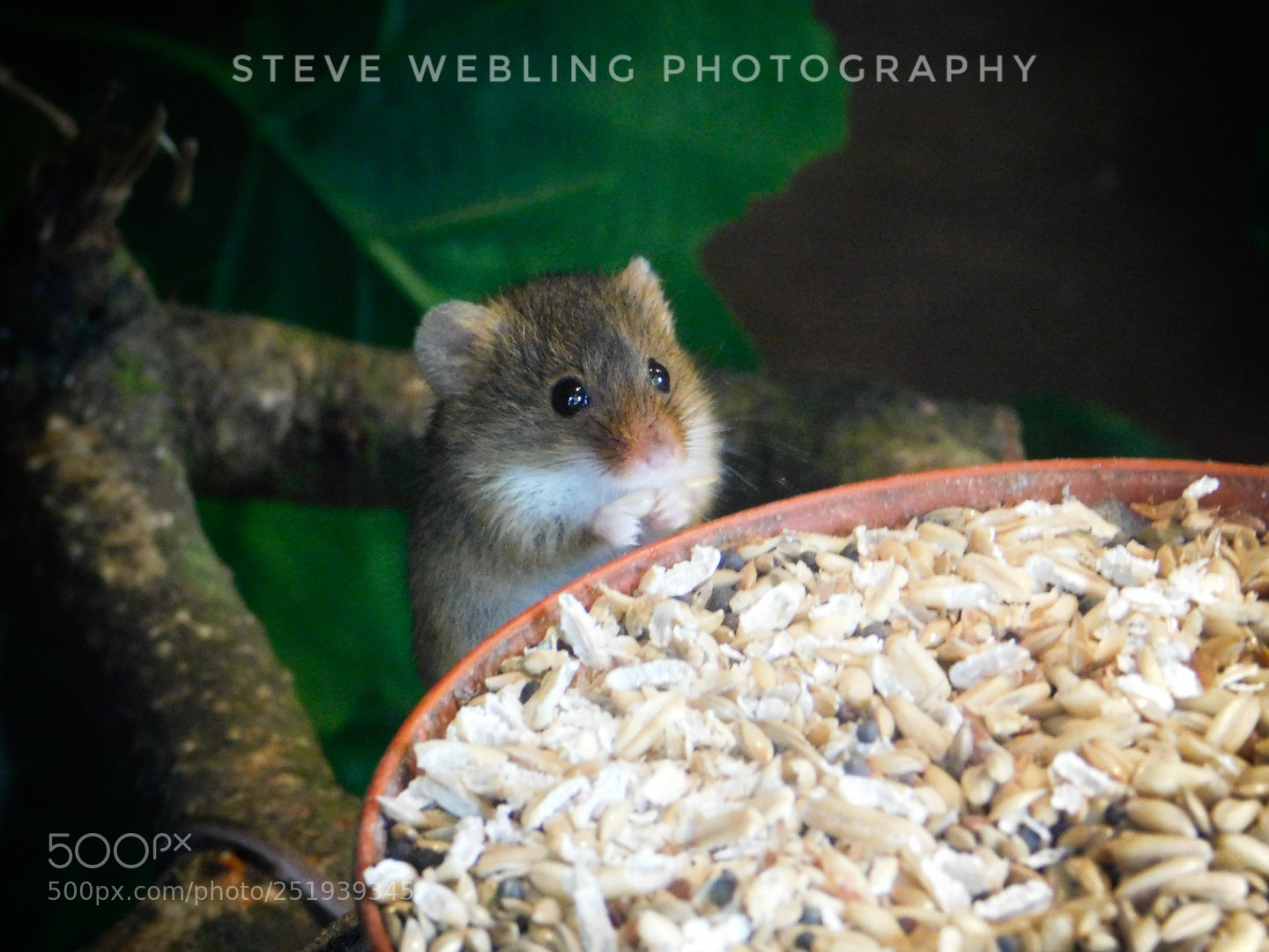 Nikon Coolpix B500 sample photo. Small mouse eating photography