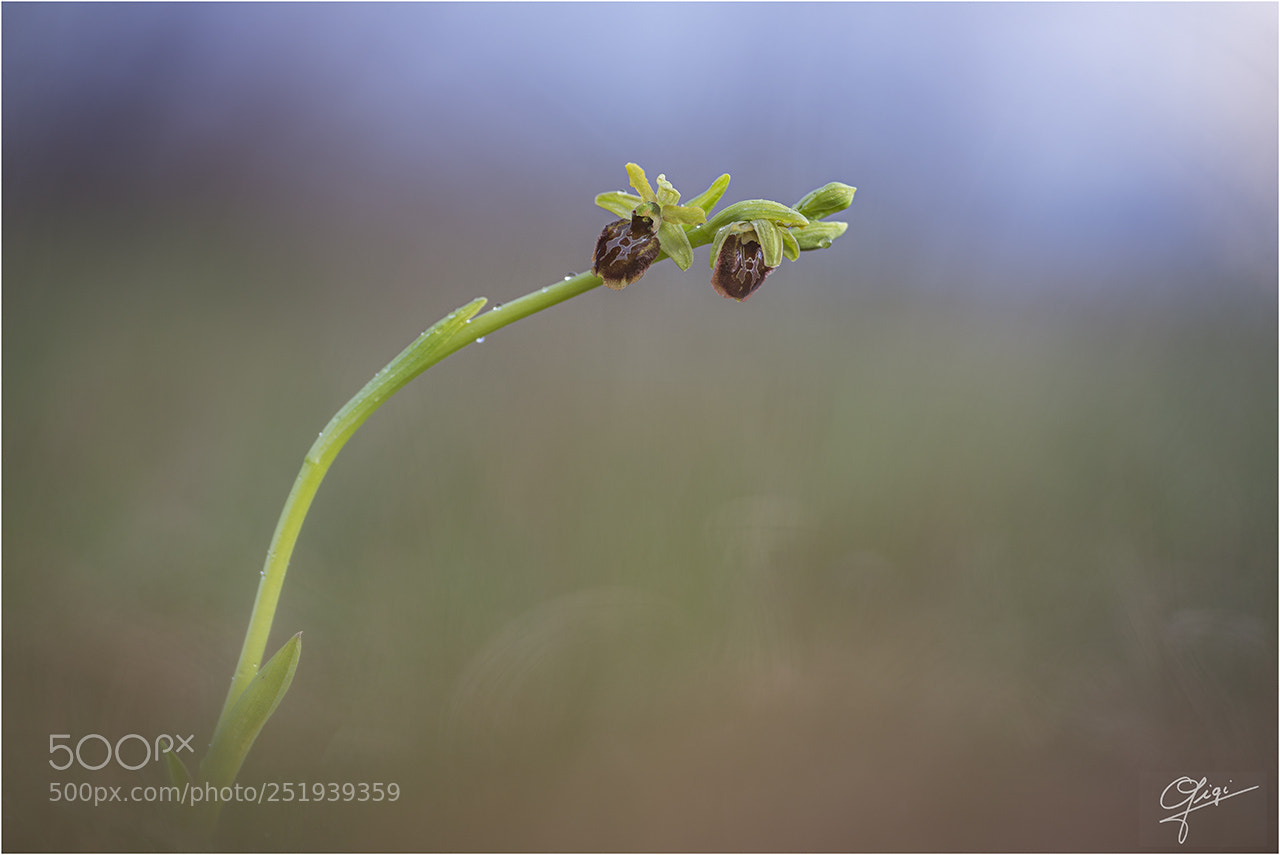 Nikon D610 sample photo. Ophrys sfegodes photography