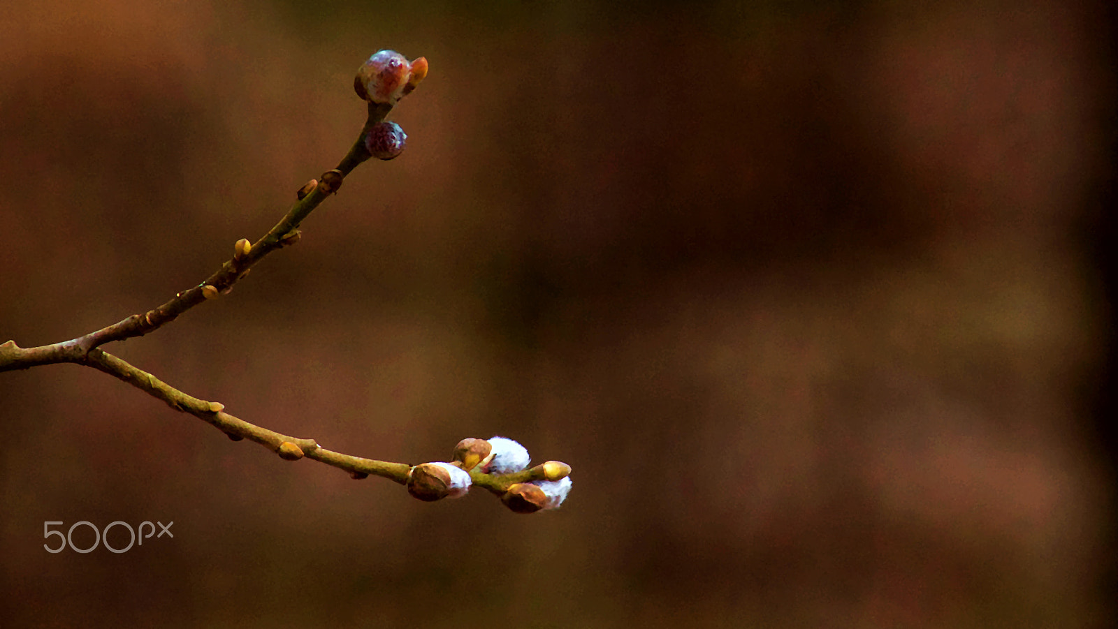 Canon EOS 550D (EOS Rebel T2i / EOS Kiss X4) + Tamron AF 70-300mm F4-5.6 Di LD Macro sample photo. Frühlingserwachen - weidenkätzchen photography