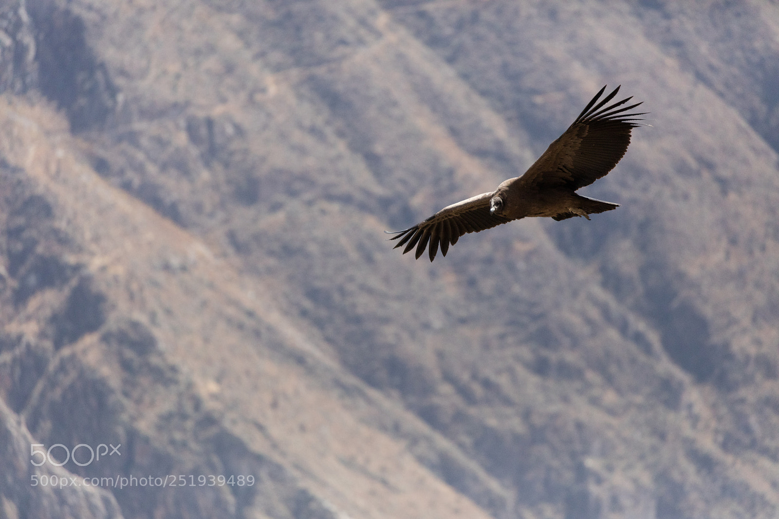 Canon EOS 5DS R sample photo. Condor flying  in peru photography
