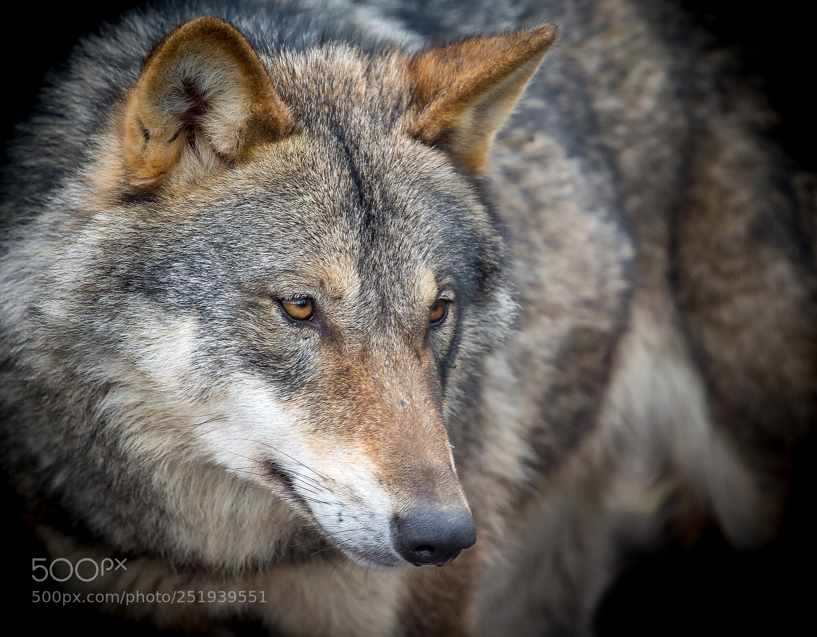 Nikon D610 sample photo. Wolve ii photography