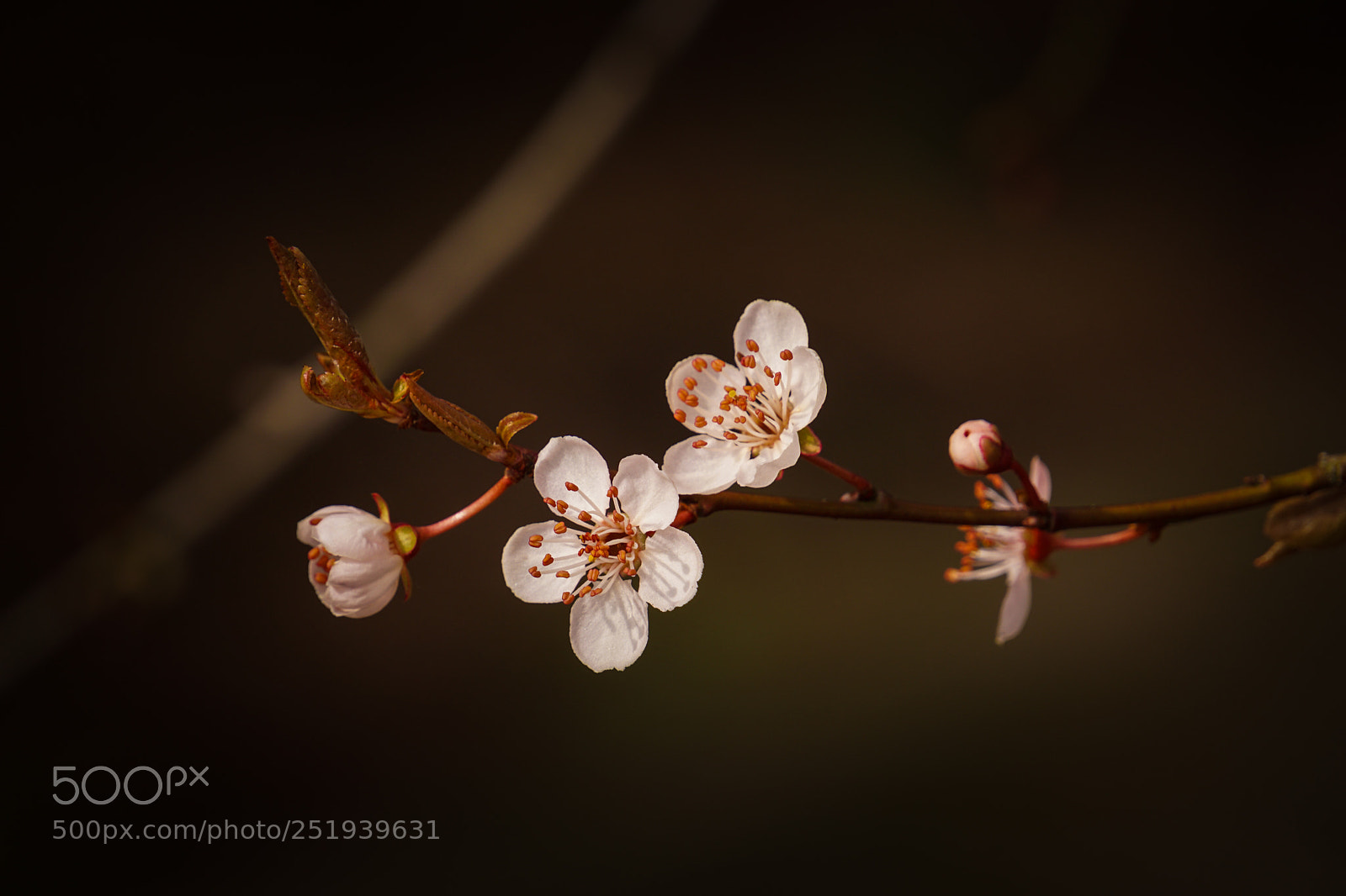 Sony a6000 sample photo. Cherry blossom photography