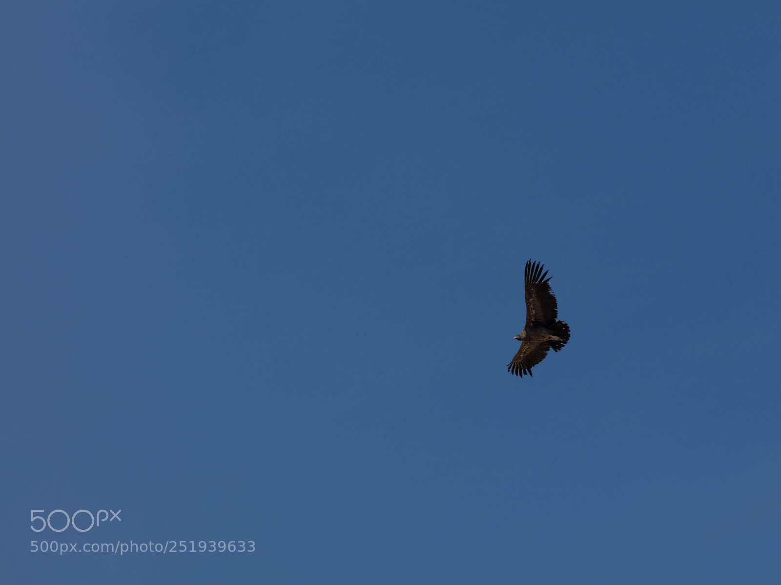 Canon EOS 5DS R sample photo. Condor flying  in peru photography