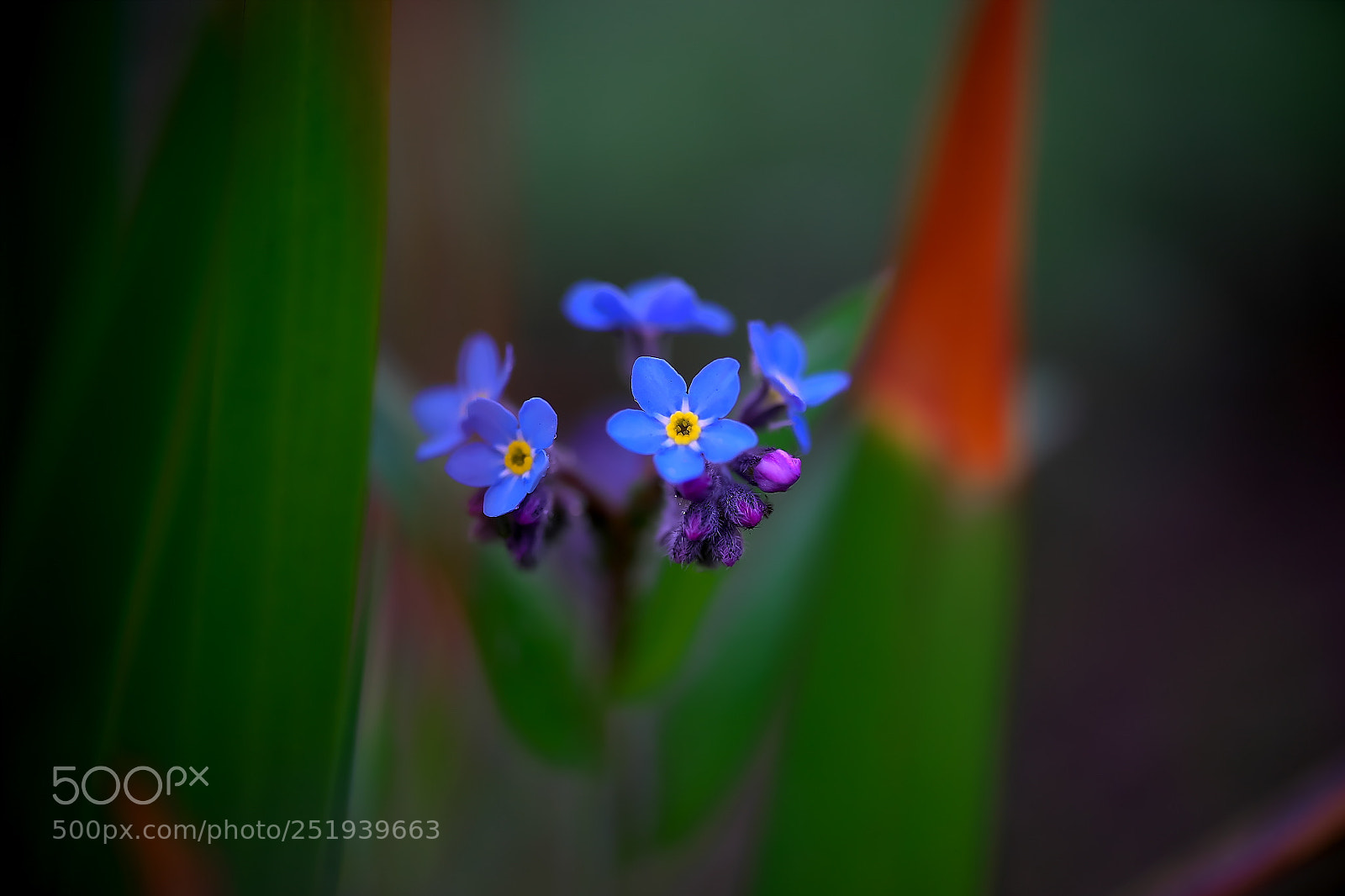 Sony a7 sample photo. Forget-me-not photography