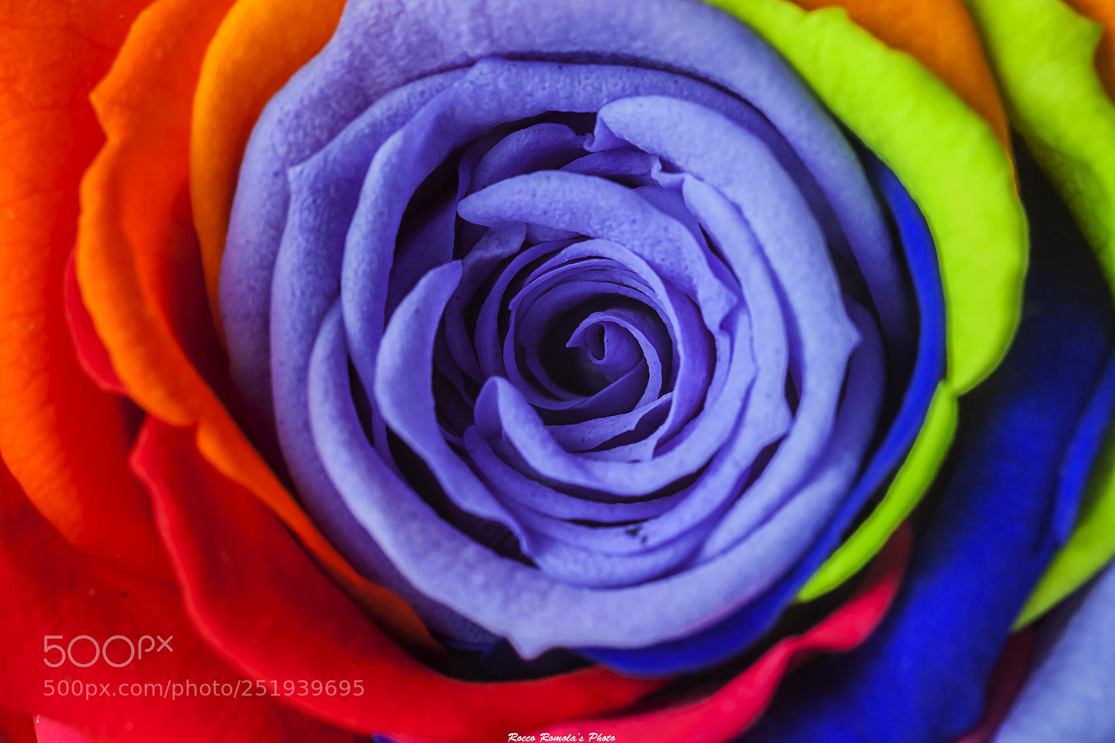 Canon EOS 1000D (EOS Digital Rebel XS / EOS Kiss F) sample photo. Rainbowrose photography