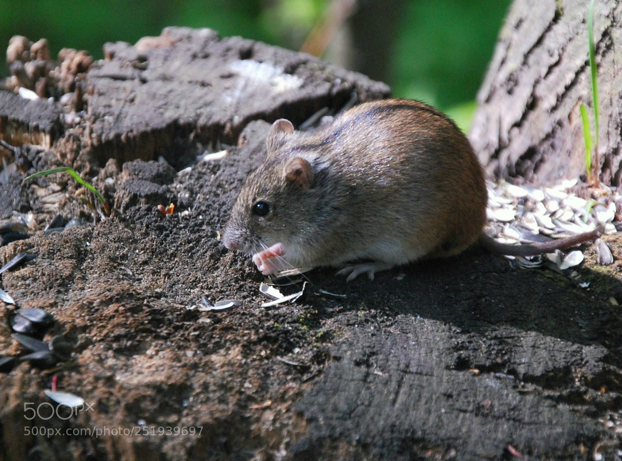 Nikon D60 sample photo. Dcorig photography