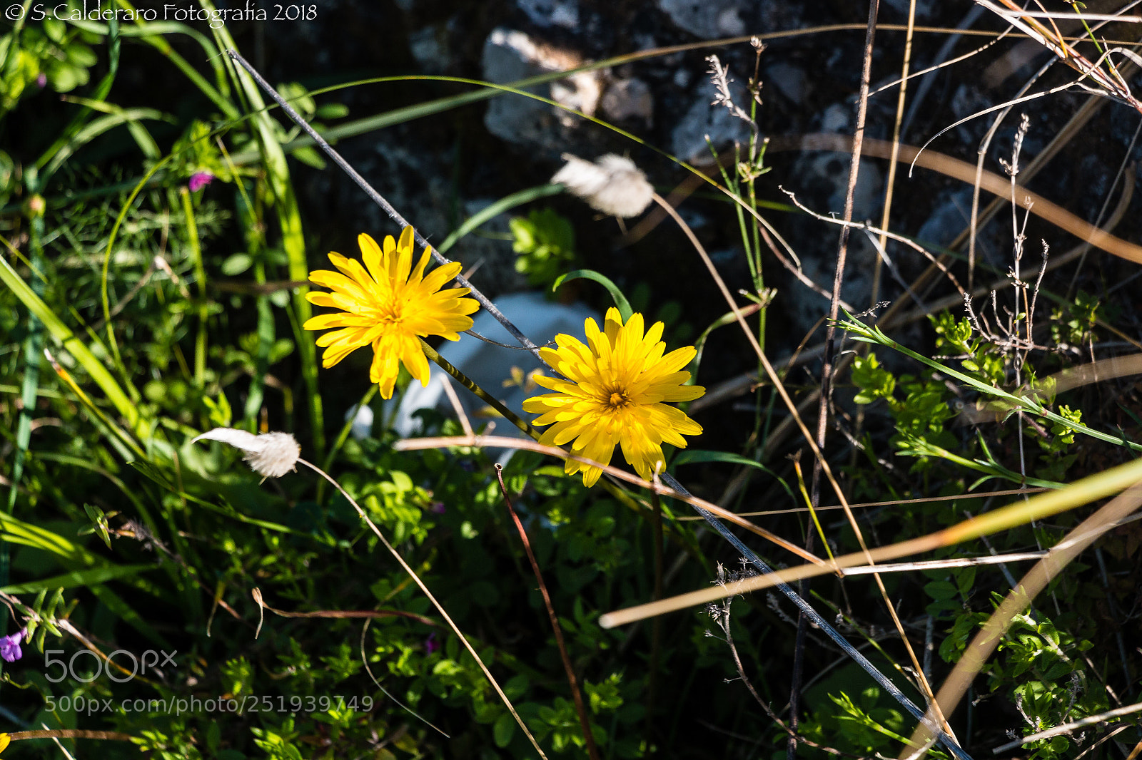 Canon EOS 70D sample photo. Flower.. photography