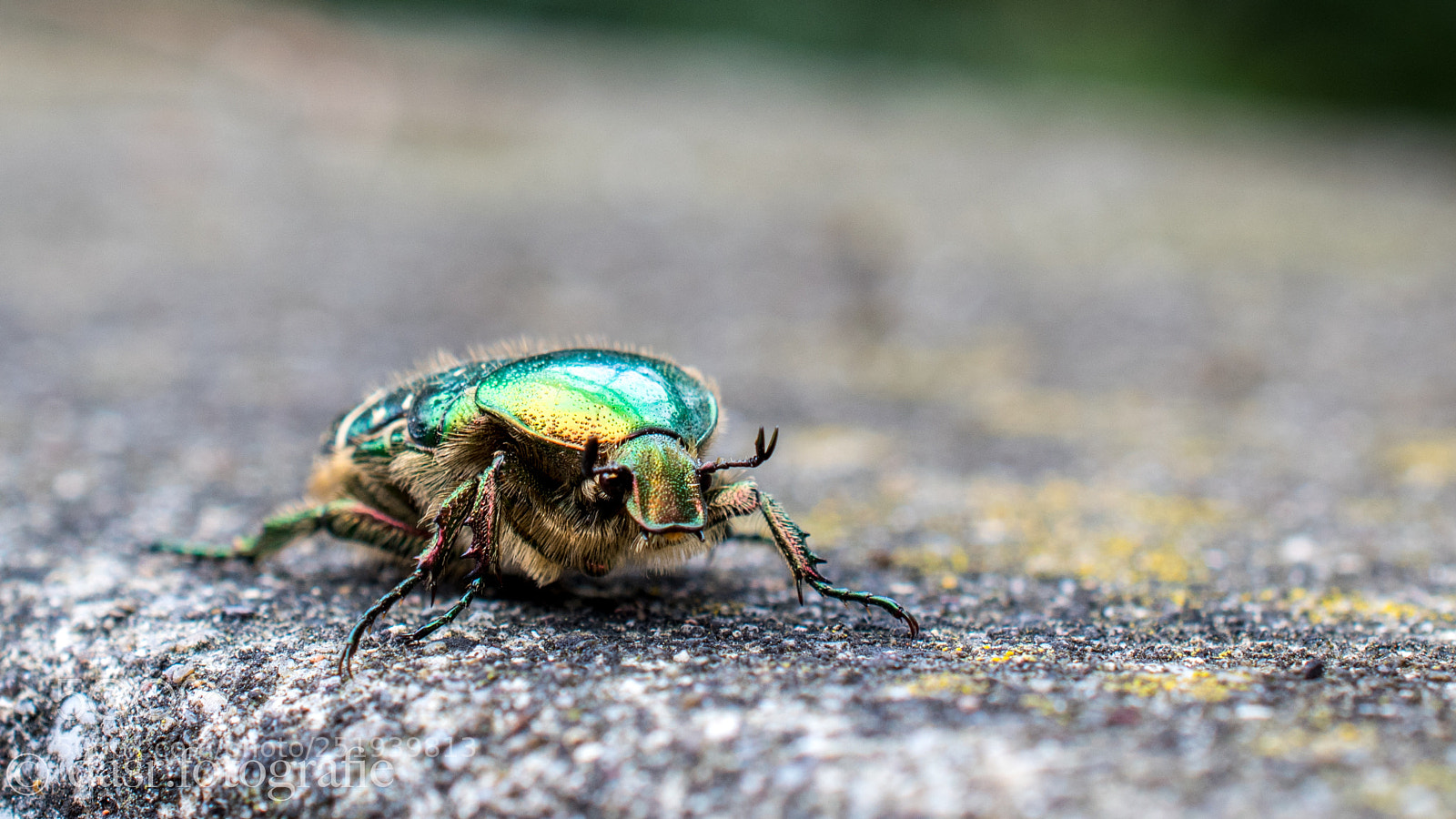 Nikon D5500 sample photo. Hello little bettle ( cetoniinae ) photography