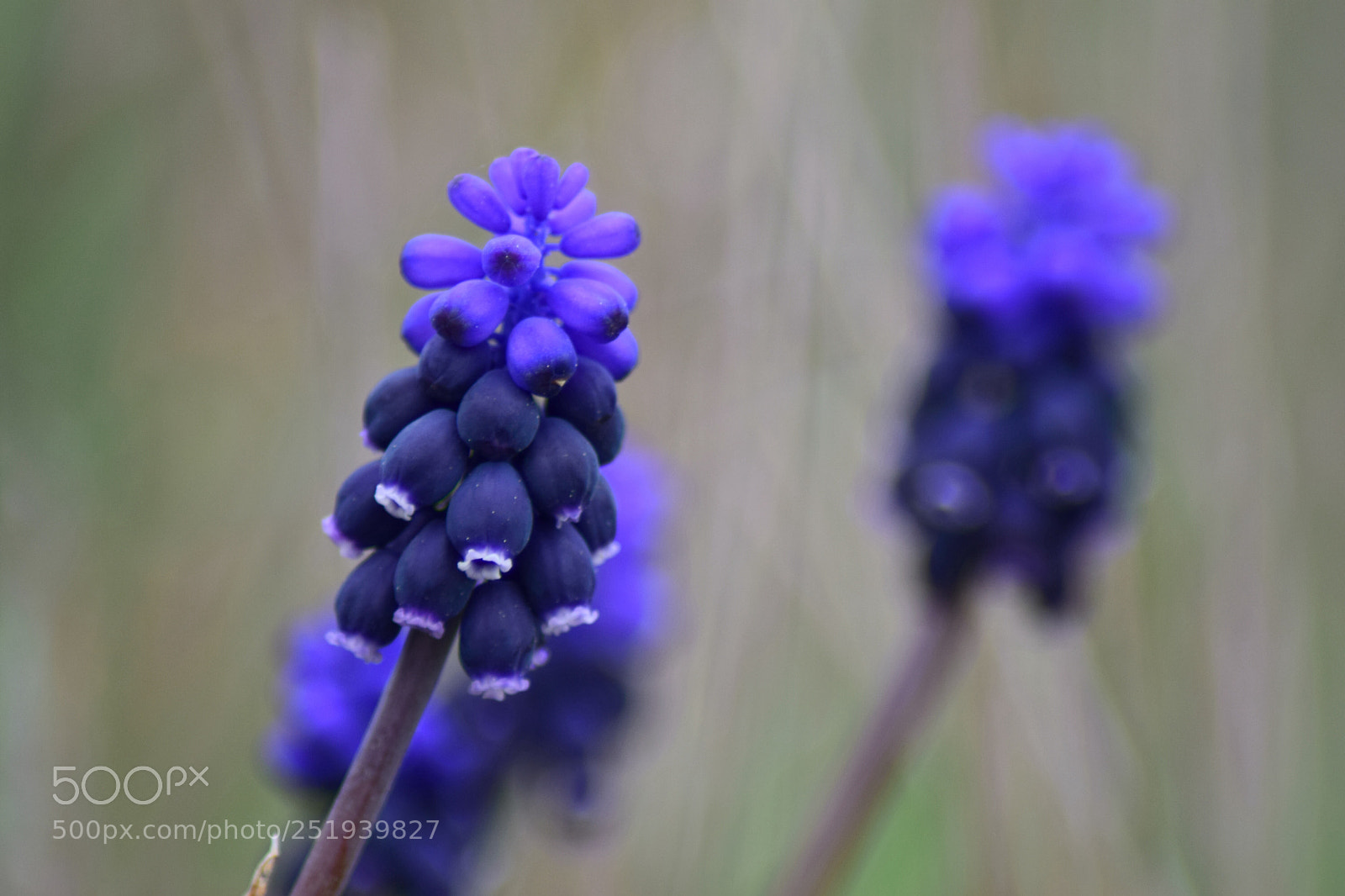 Nikon D3300 sample photo. Purple is the luxury's photography