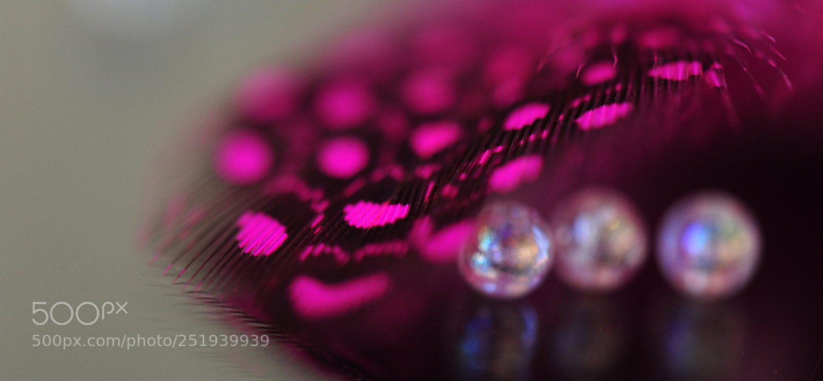 Nikon D700 sample photo. Feather photography