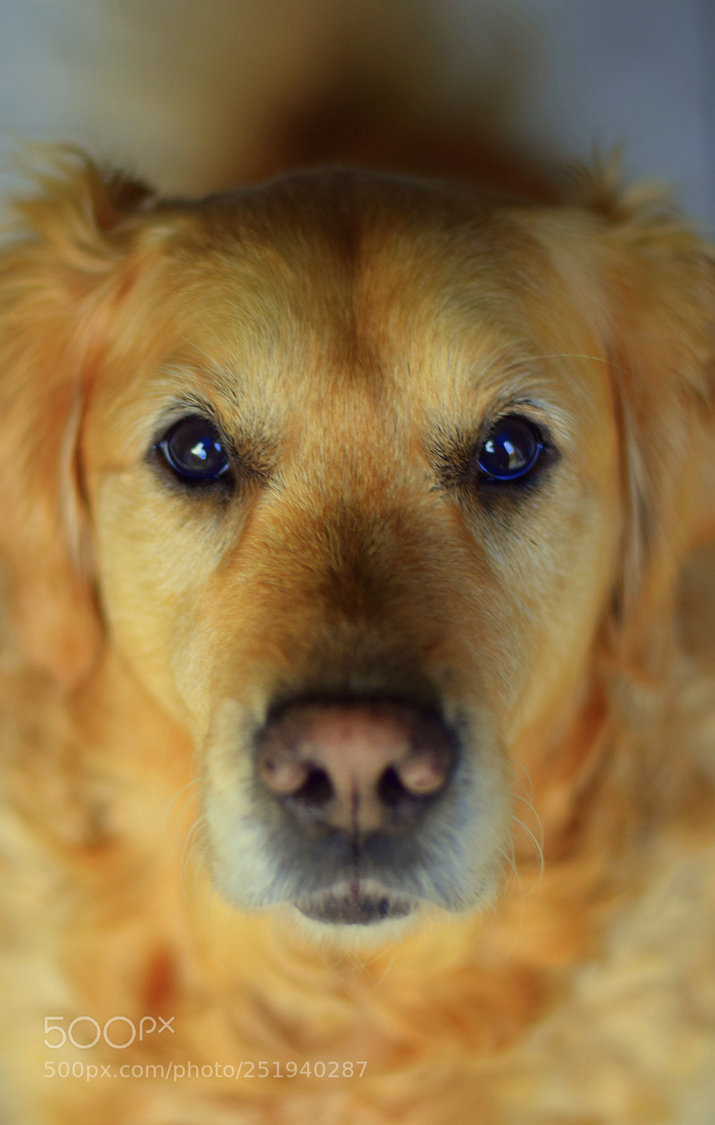 Nikon D3300 sample photo. Fleur. photography