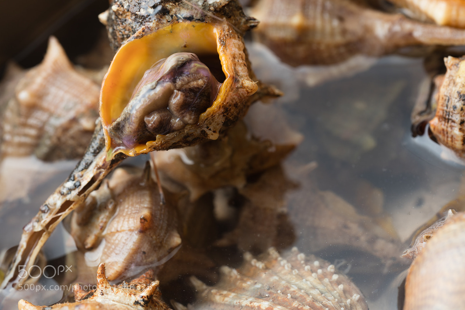 Canon EOS 5DS R sample photo. Sea snail,close up photography