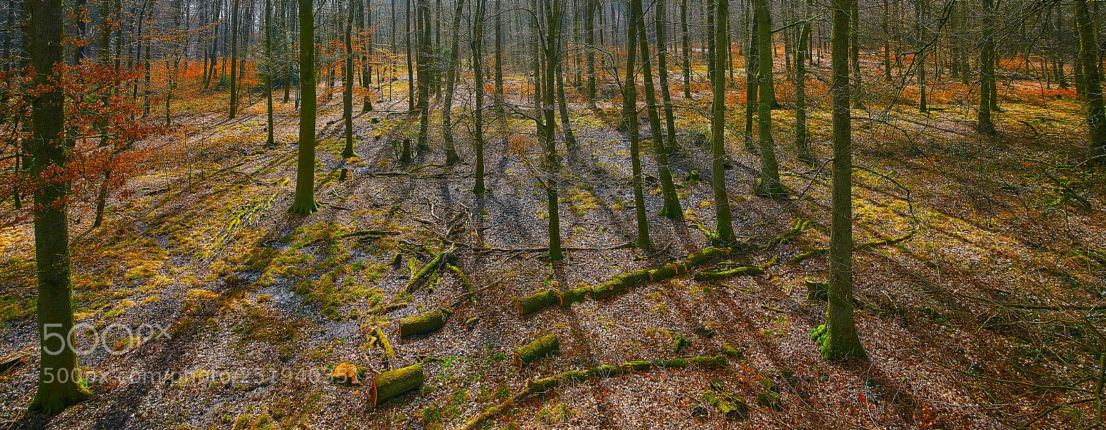 Sony a7R II sample photo. Wald photography