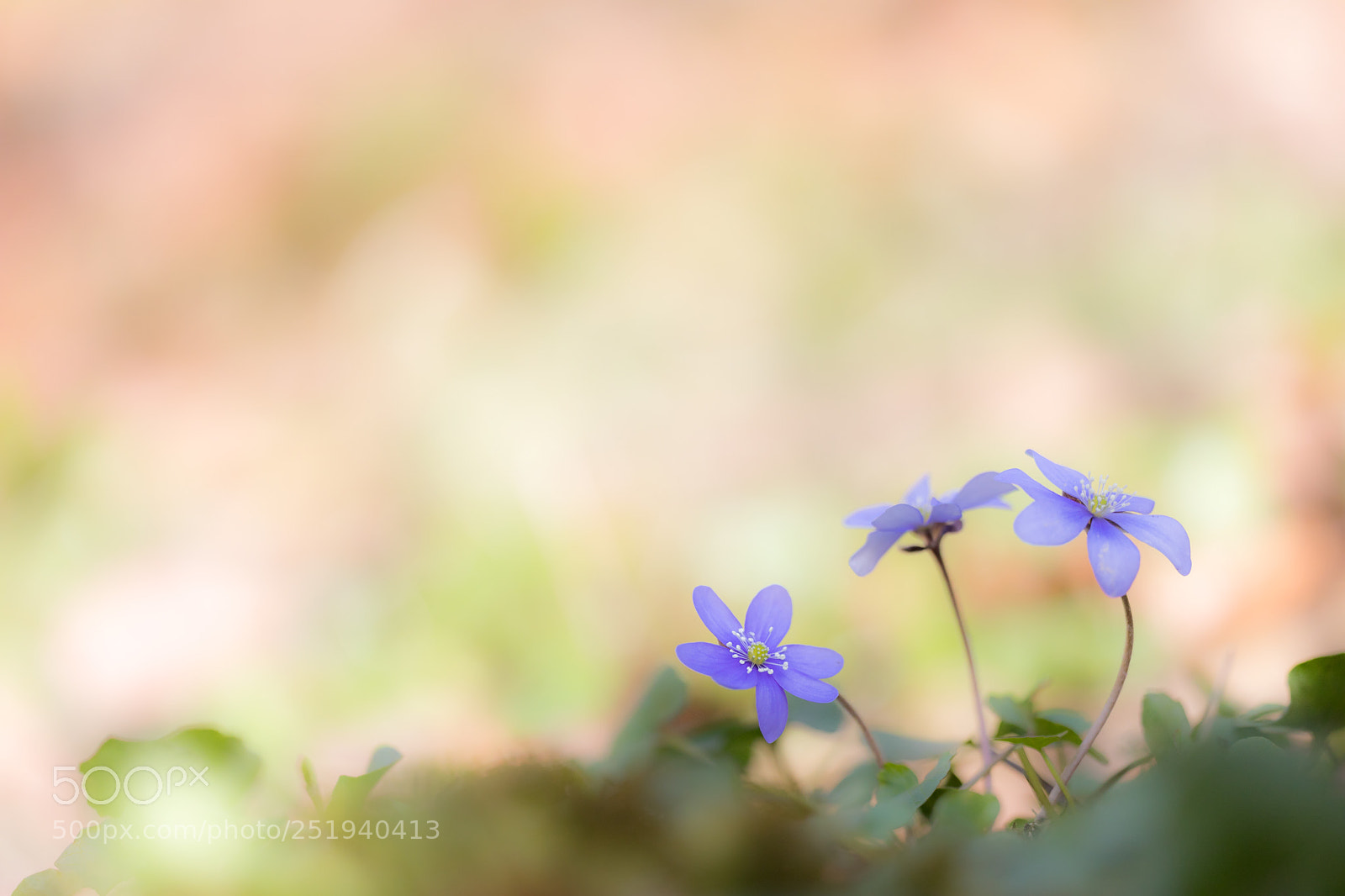 Canon EOS 5D Mark IV sample photo. Anemone hepatica photography