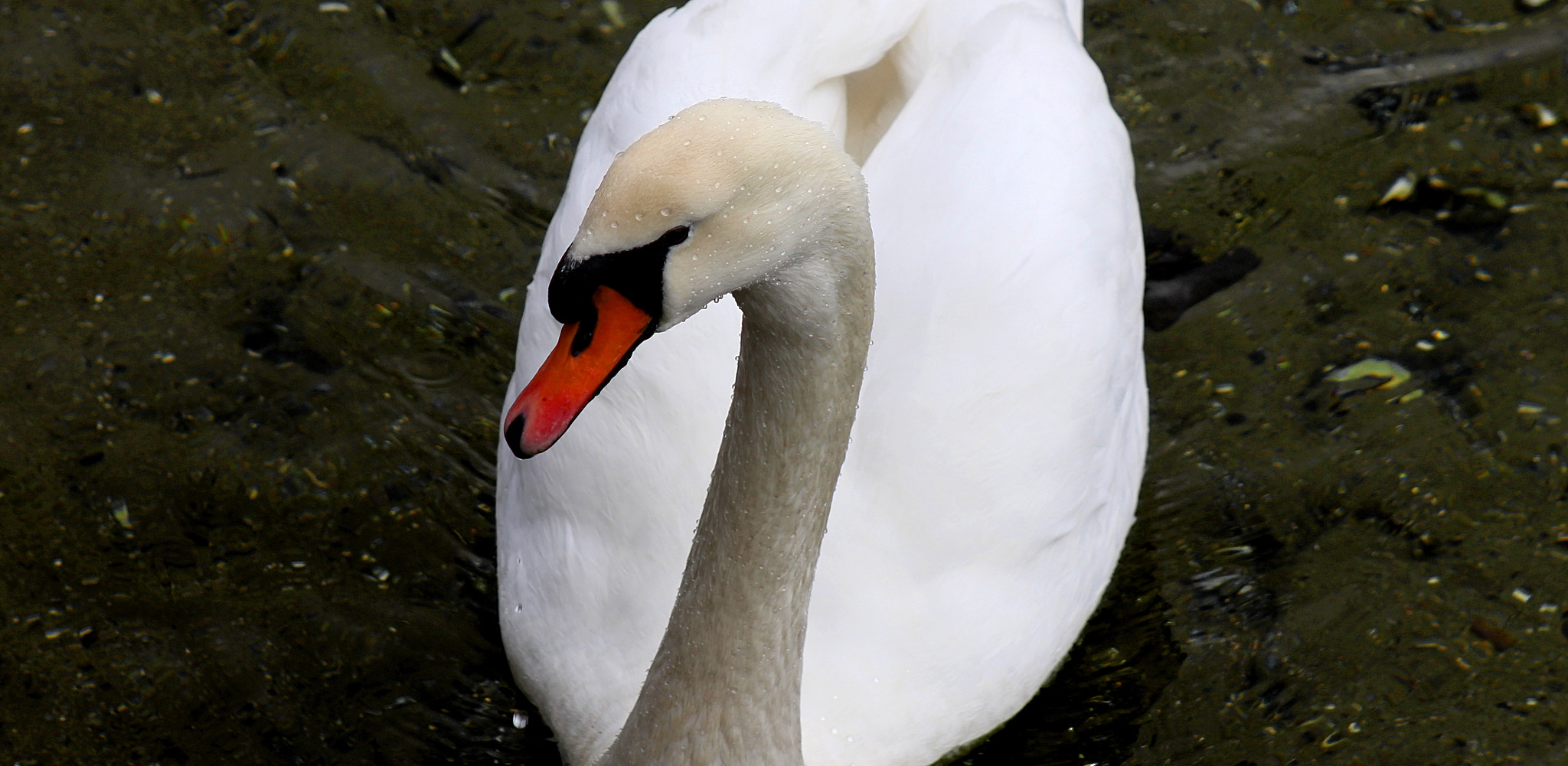 Canon EF 75-300mm f/4-5.6 sample photo. Mute swan photography