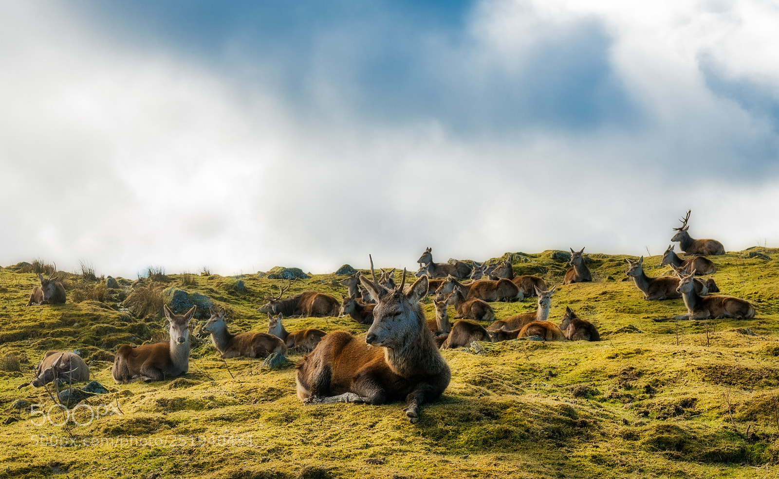 Sony a7R III sample photo. Deers photography