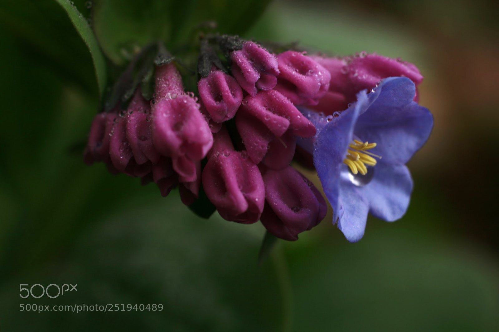 Canon EOS 5D sample photo. Virginia bluebells photography