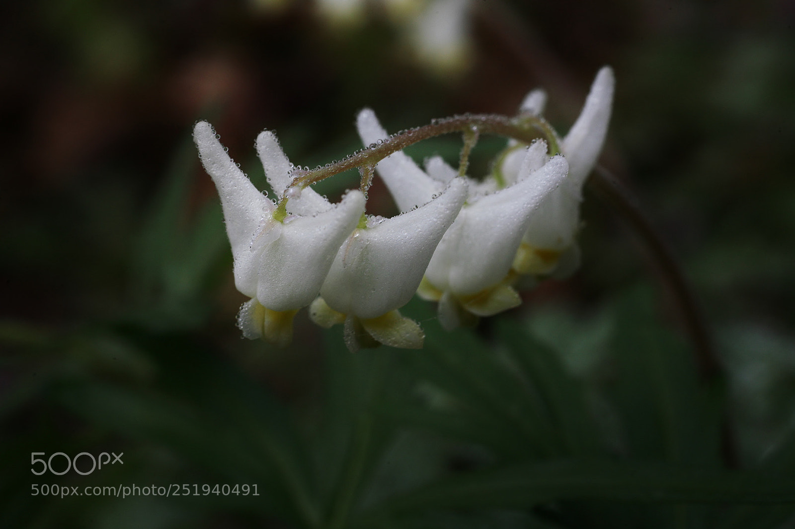Canon EOS 5D sample photo. Dutchman's breeches photography