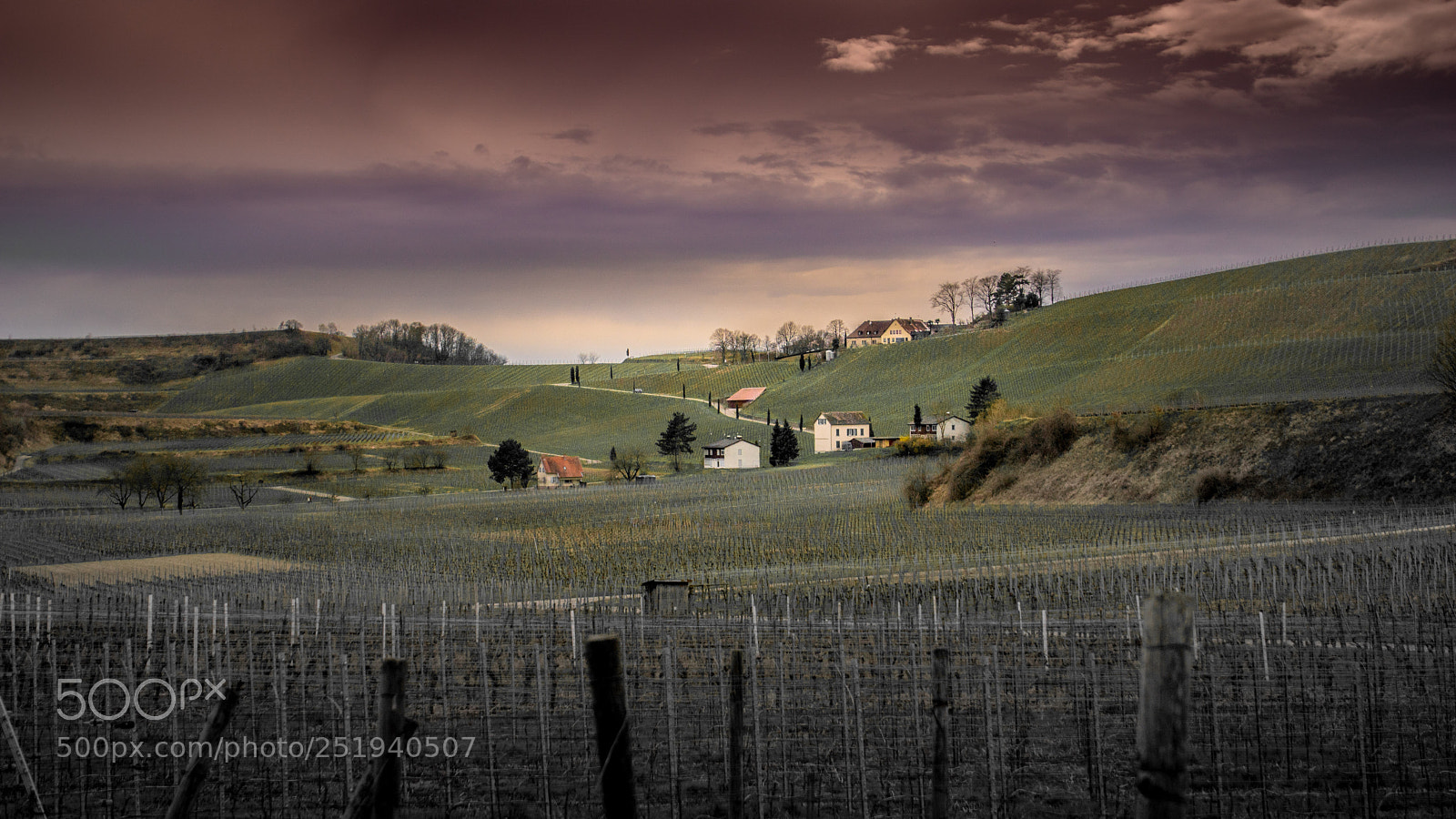 Sony ILCA-77M2 sample photo. Vineyard in early spring photography