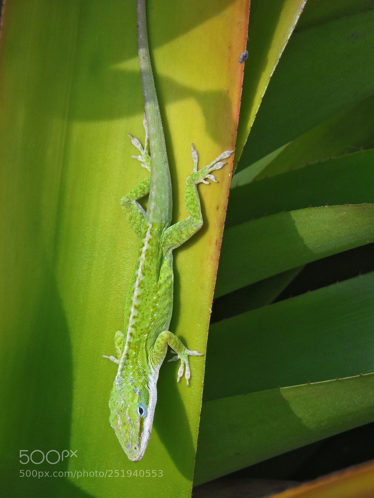 Nikon Coolpix P530 sample photo. Composition in green, anole photography
