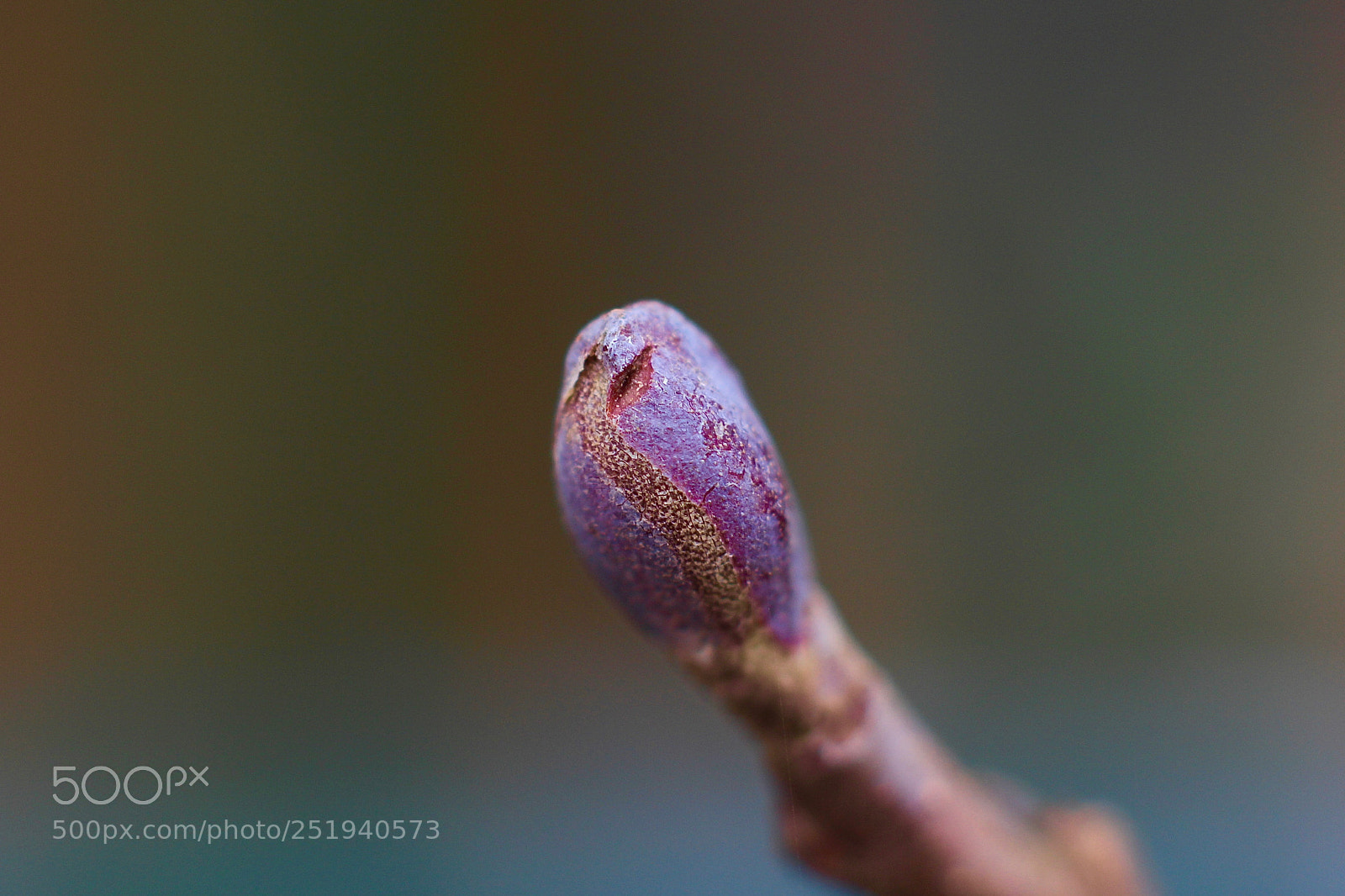 Canon EOS 700D (EOS Rebel T5i / EOS Kiss X7i) sample photo. 20180402_makro aachen photography
