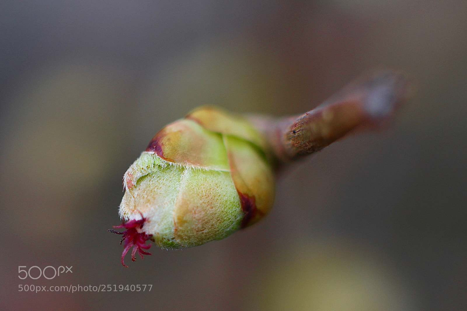 Canon EOS 700D (EOS Rebel T5i / EOS Kiss X7i) sample photo. 20180402_makro aachen photography