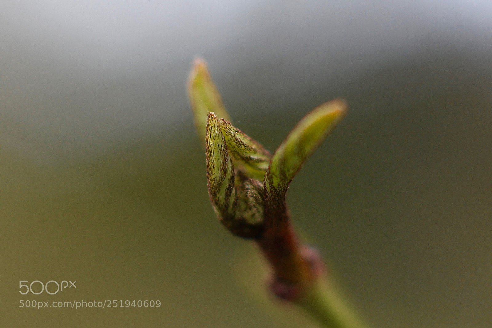 Canon EOS 700D (EOS Rebel T5i / EOS Kiss X7i) sample photo. 20180402_makro aachen photography