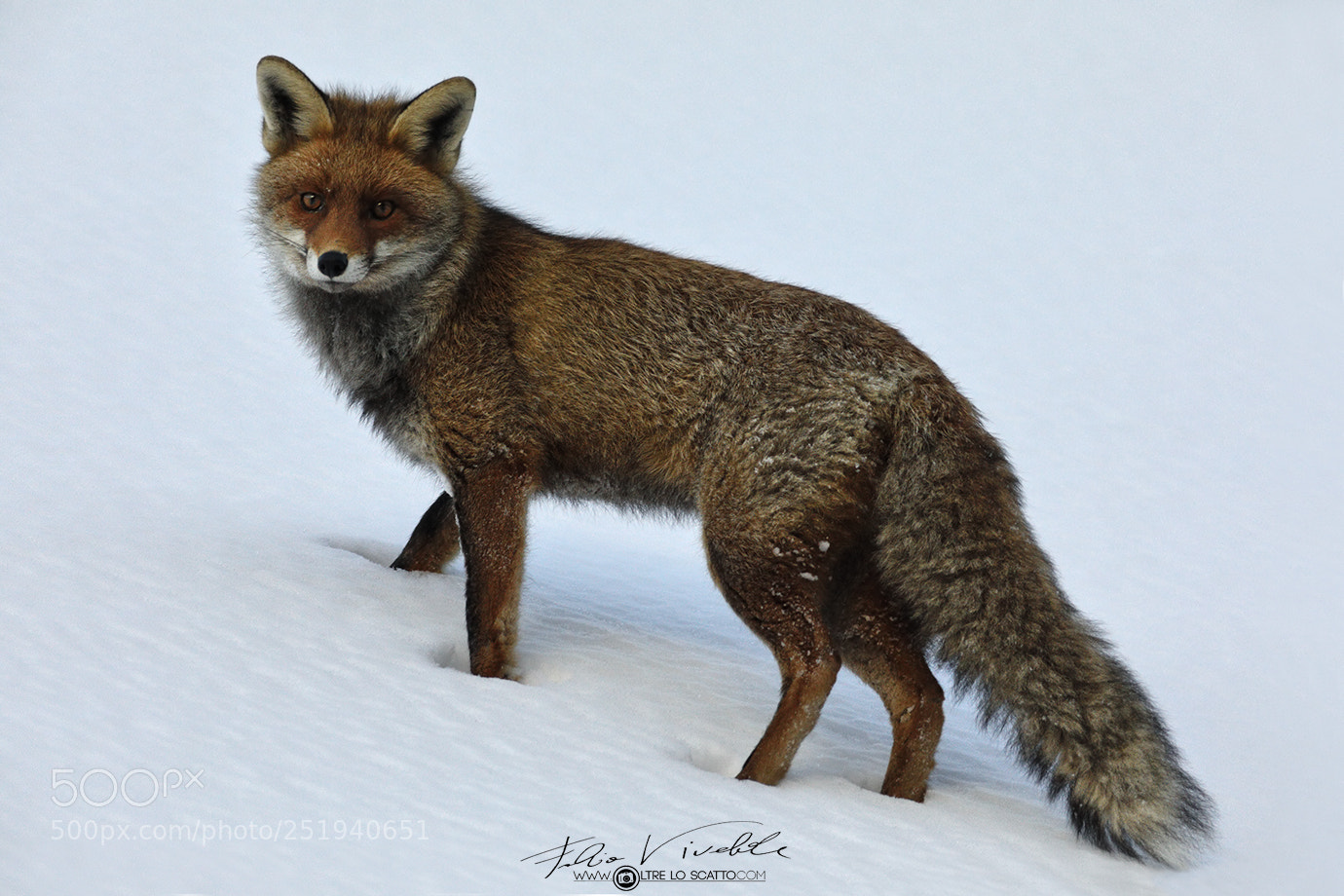 Canon EOS 5D Mark IV sample photo. Red fox photography