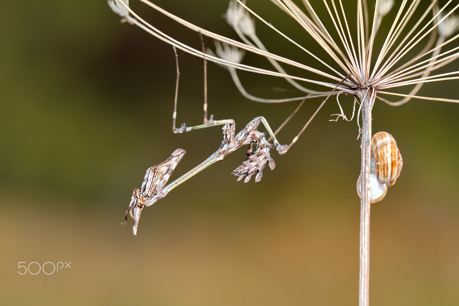Canon EF 100mm F2.8L Macro IS USM sample photo. Lord of the İnsects photography