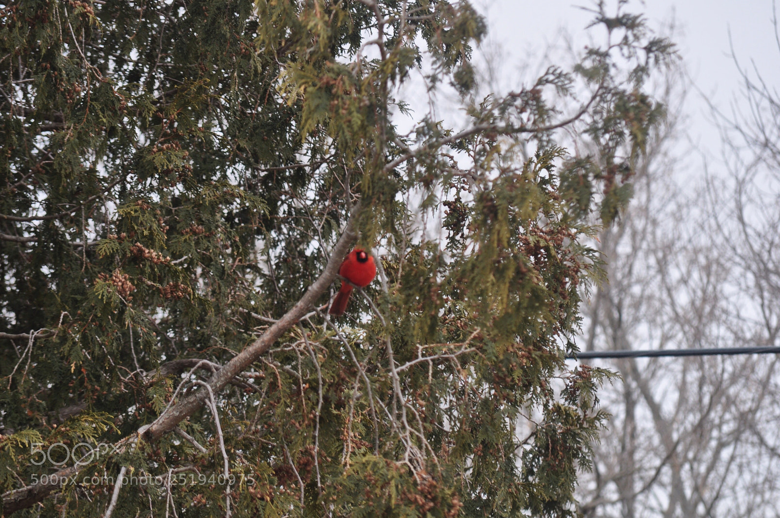 Nikon D5000 sample photo. Mr cardinal photography