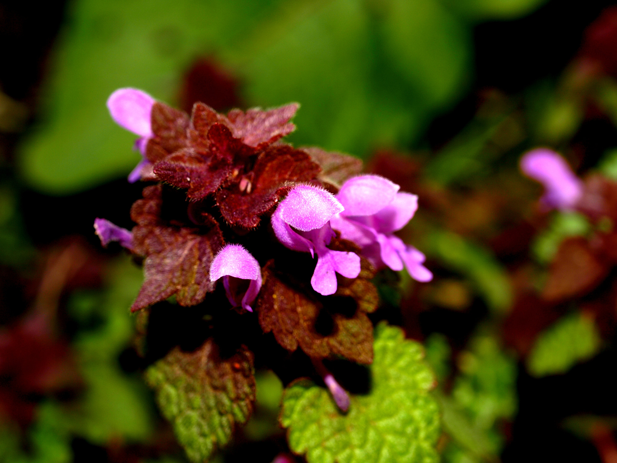 Olympus E-410 (EVOLT E-410) sample photo. Dont look, i didn't shave my flowers yet ! photography