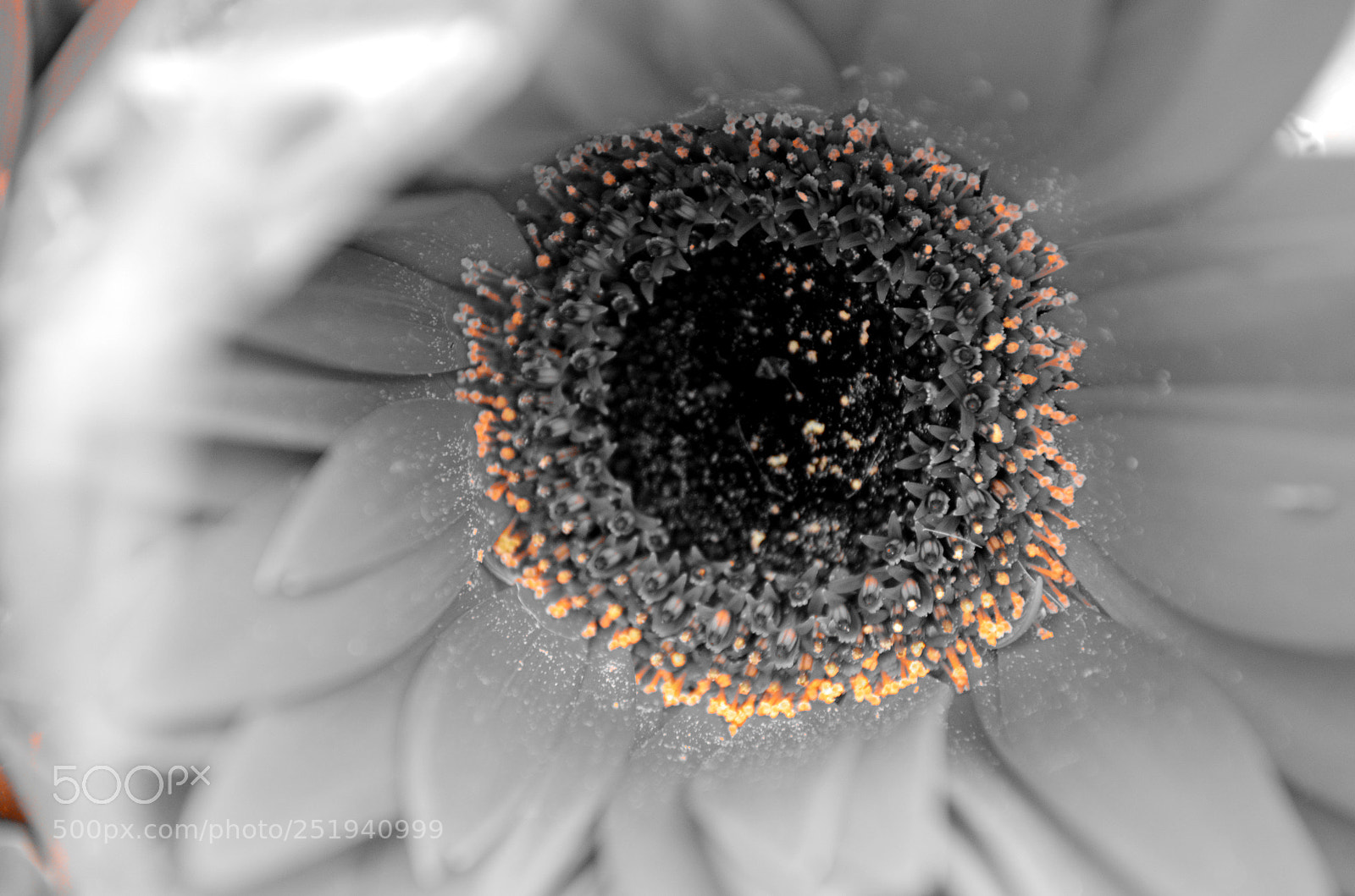 Nikon D5100 sample photo. Pollen photography